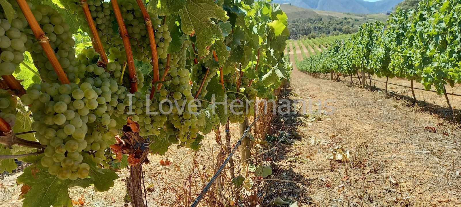 Chardonnay wine grapes Bouchard Finlayson winery Hemel-en-Aarde, Hermanus, near Cape Town, South Africa