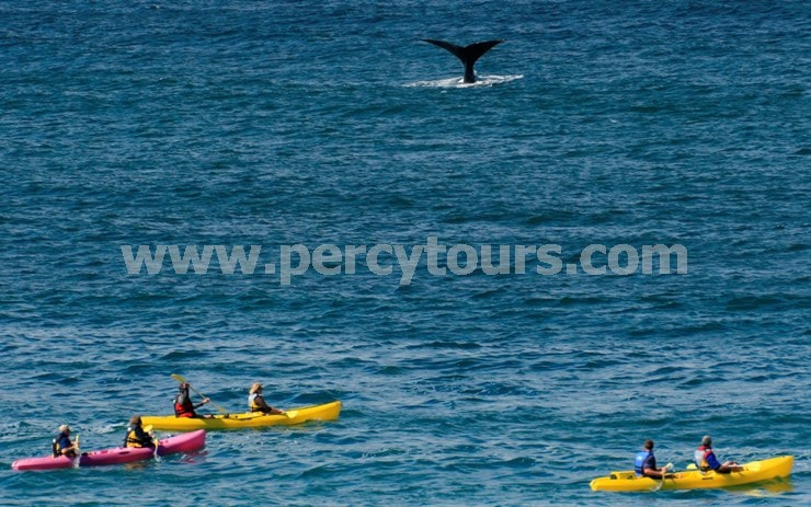Kayaking with the whales in Hermanus South Africa