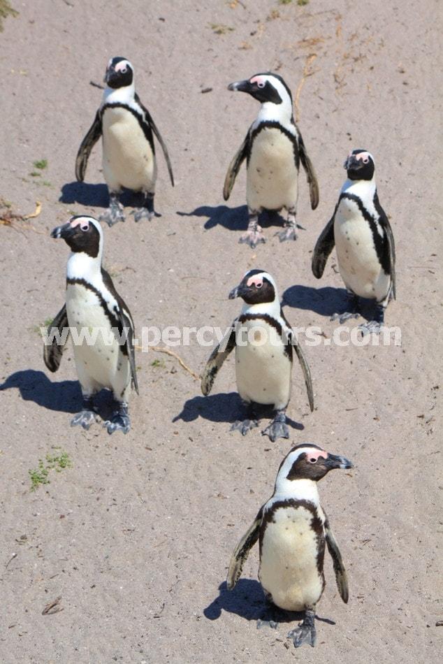 Friendly locals - African Penguins near Hermanus near Cape Town, South Africa