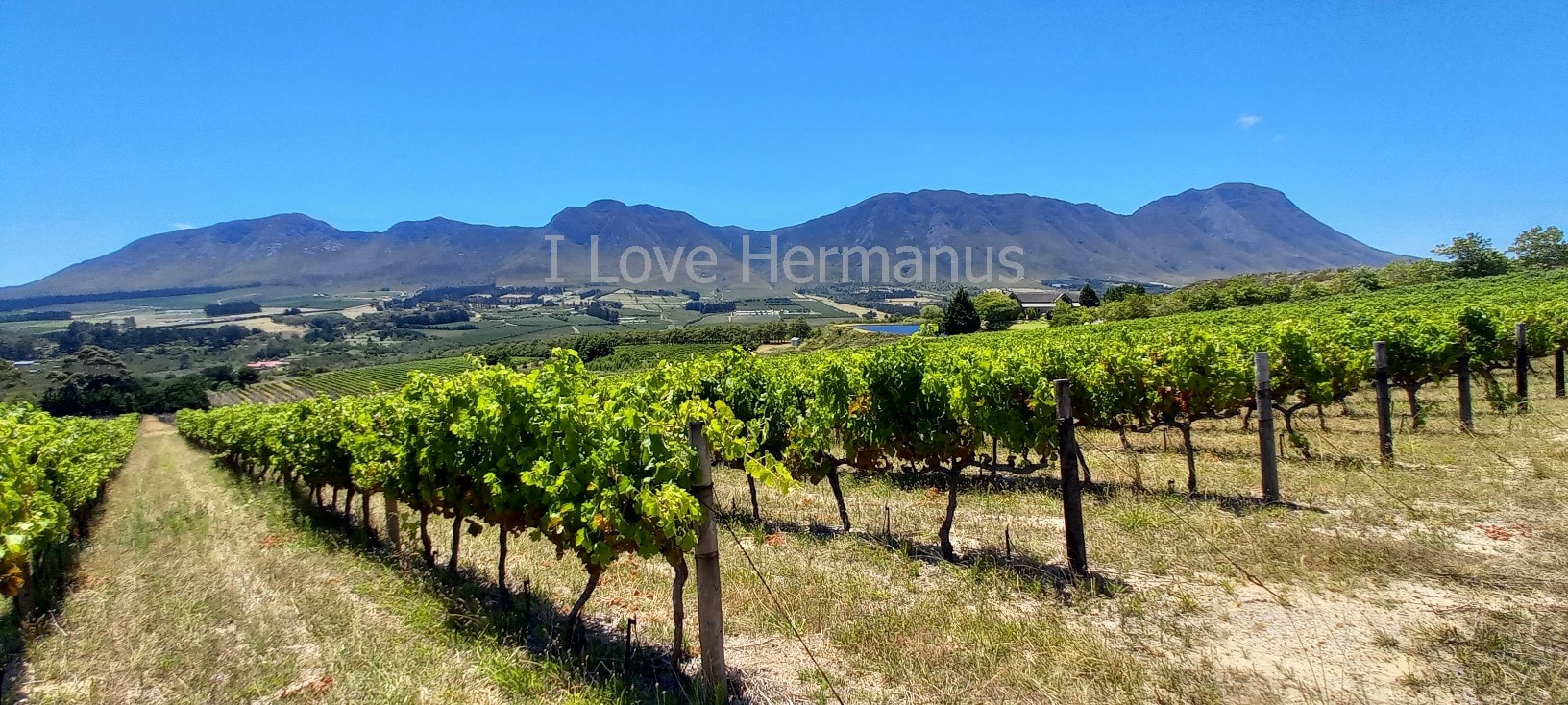 Hermanus award winning wine valley, Hemel-en-Aarde - producing over 120 great wines at over 22 independent wineries, near Cape Town, South Africa