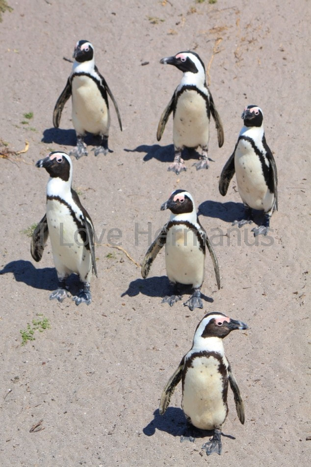 Friendly locals - African Penguins near Hermanus near Cape Town, South Africa