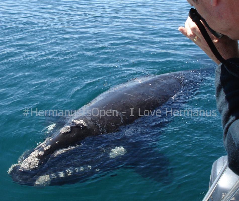 Whale Watching in Hermanus is AMAZING - I Love Hermanus 